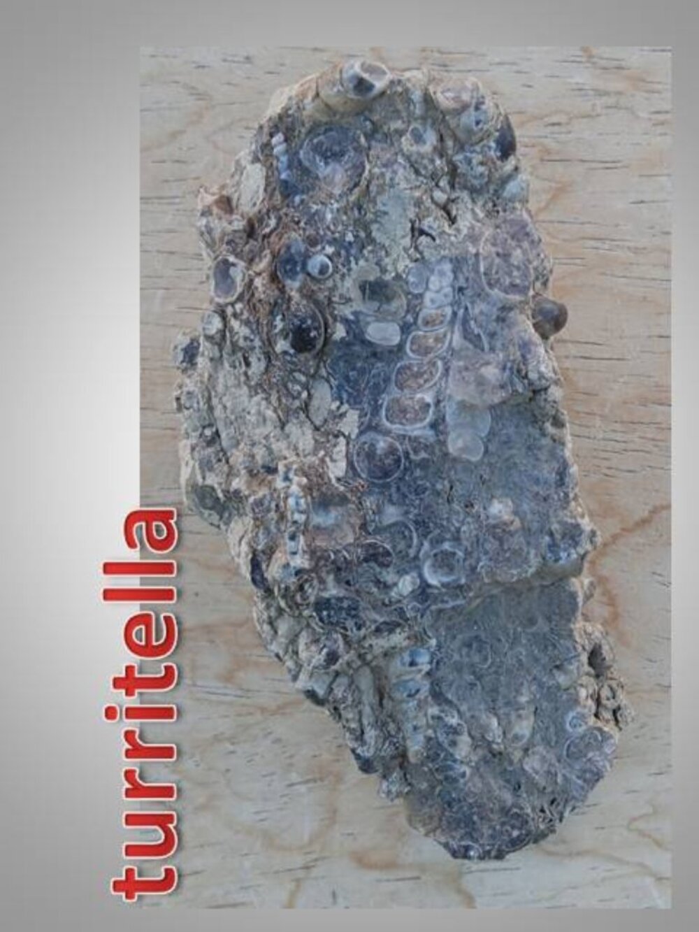 #3 Turritella agate raw snail fossil rock stone chunk
